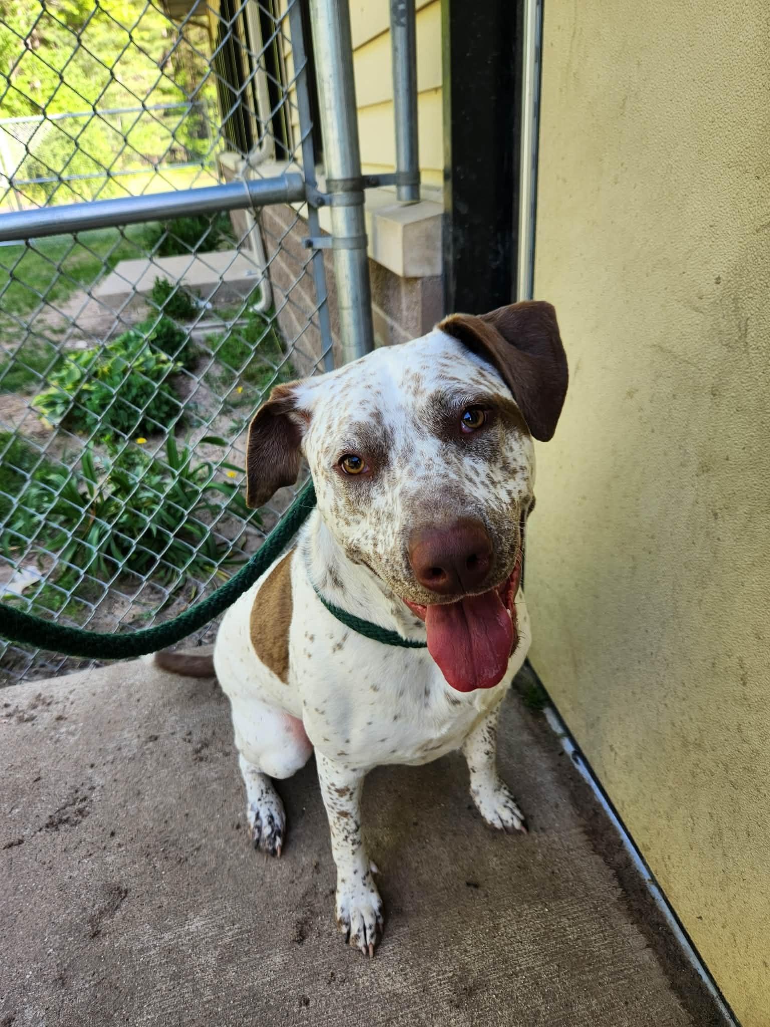 Elroy, ADOPTABLE, Adult Male Pit Bull Terrier.