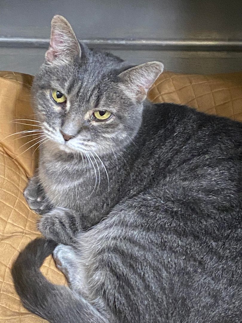 Silver, Adoptable, Adult Female Domestic Short Hair.
