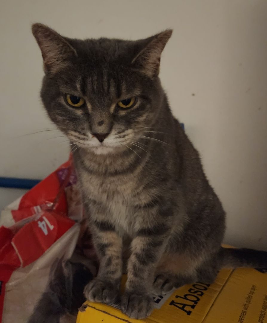 Silver, a Adoptable mixed breed in Billings, MT image 2/4