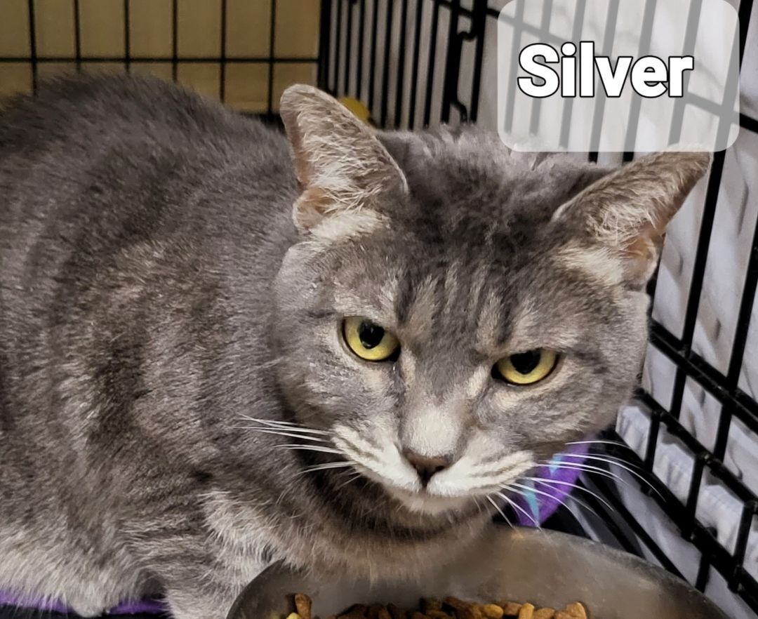 Silver, a Adoptable mixed breed in Billings, MT image 3/4