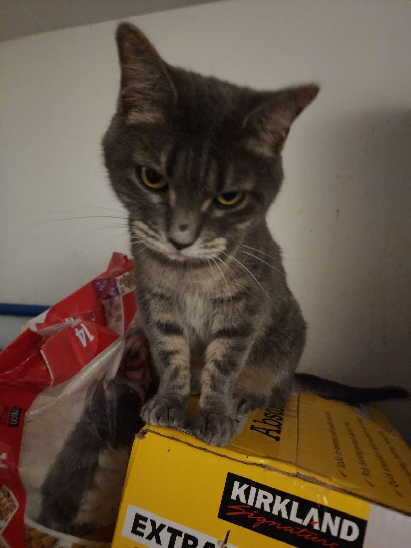 Silver, a Adoptable mixed breed in Billings, MT image 4/4