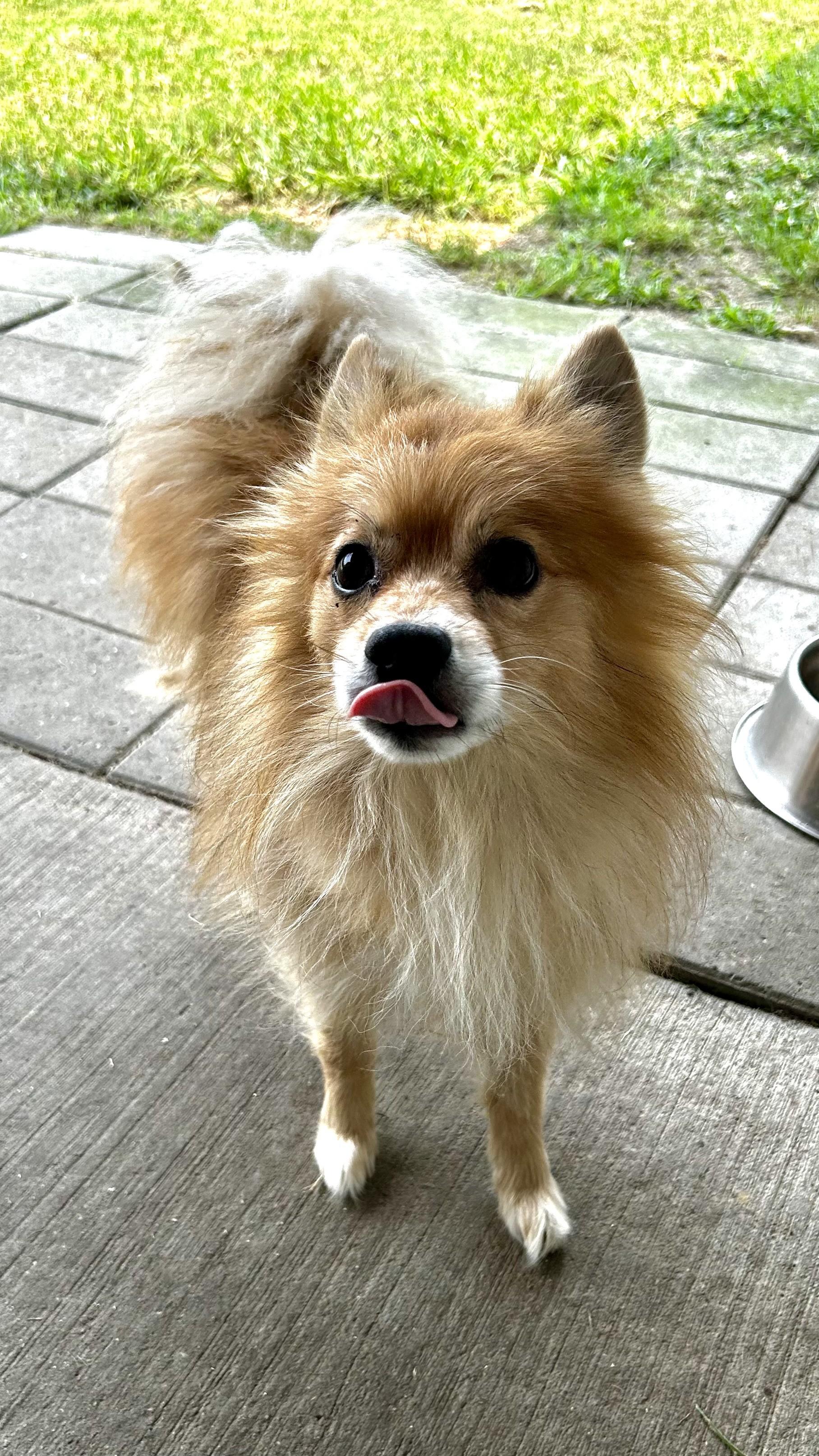 Enlarge Nahko, a ADOPTABLE Pomeranian in Suffolk, VA image 2/4