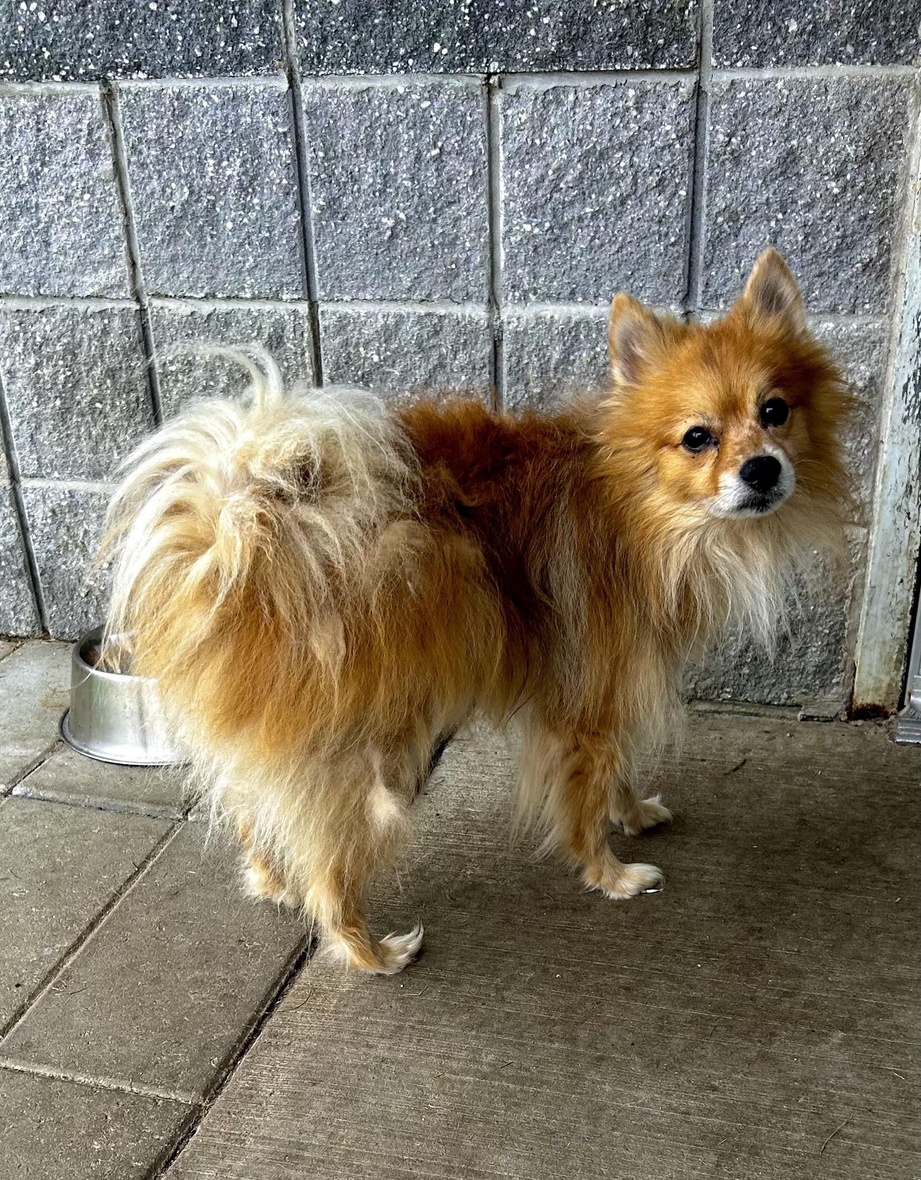 Enlarge Nahko, a ADOPTABLE Pomeranian in Suffolk, VA image 3/4