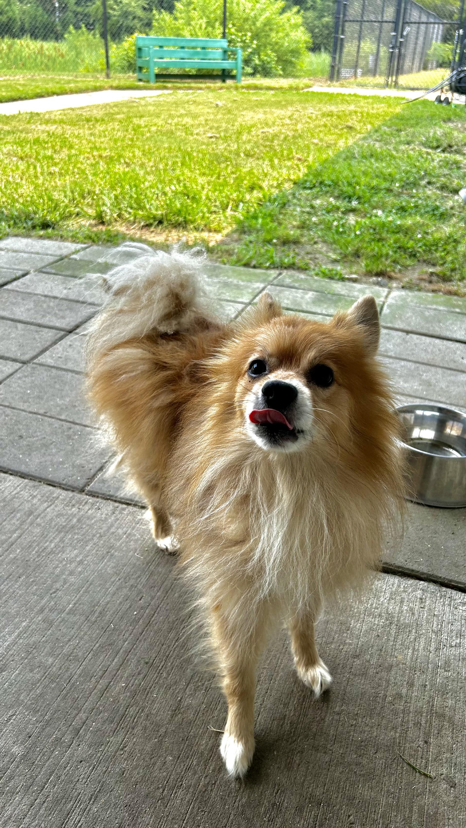 Nahko, ADOPTABLE, Senior Male Pomeranian.