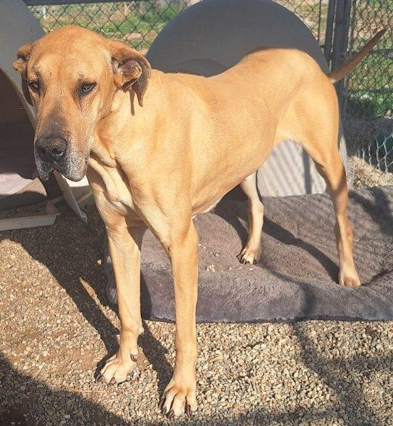 MALLORY  MOO, Adoptable, Young Female Great Dane.