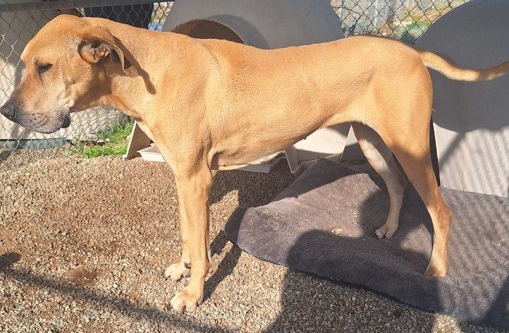 MALLORY MOO, a Adoptable Great Dane in Los Angeles, CA image 2/6