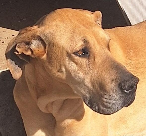 MALLORY MOO, a Adoptable Great Dane in Los Angeles, CA image 3/6