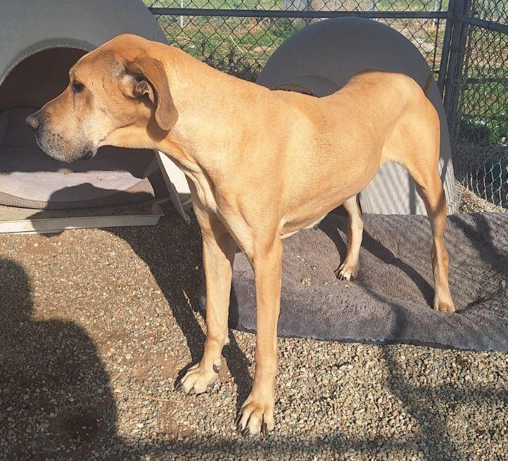 MALLORY MOO, a Adoptable Great Dane in Los Angeles, CA image 4/6