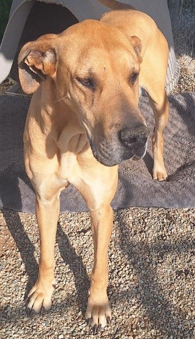 MALLORY MOO, a Adoptable Great Dane in Los Angeles, CA image 5/6