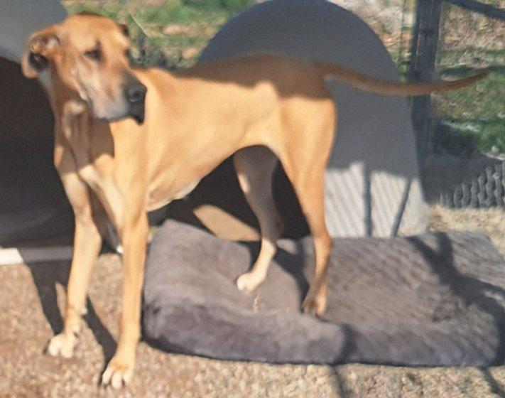 MALLORY MOO, a Adoptable Great Dane in Los Angeles, CA image 6/6