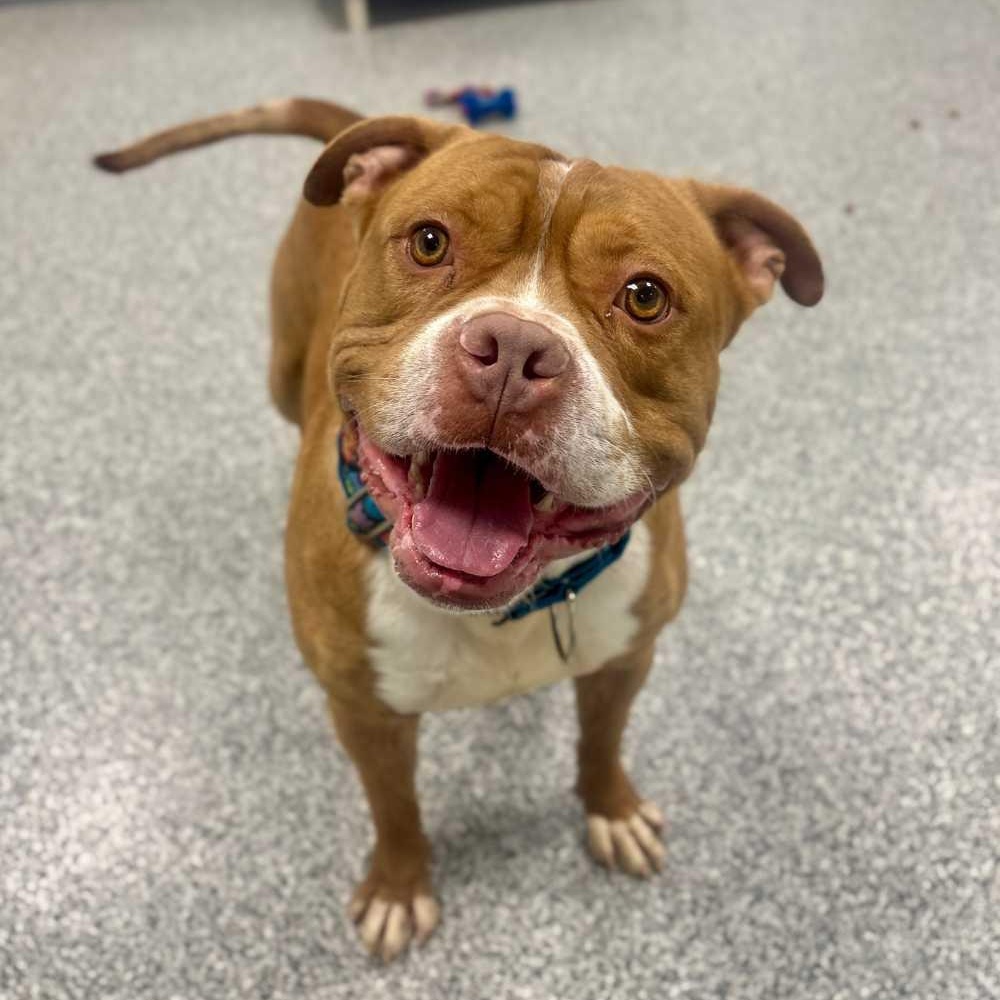 King, ADOPTABLE, Adult Male American Bully & Mixed Breed.