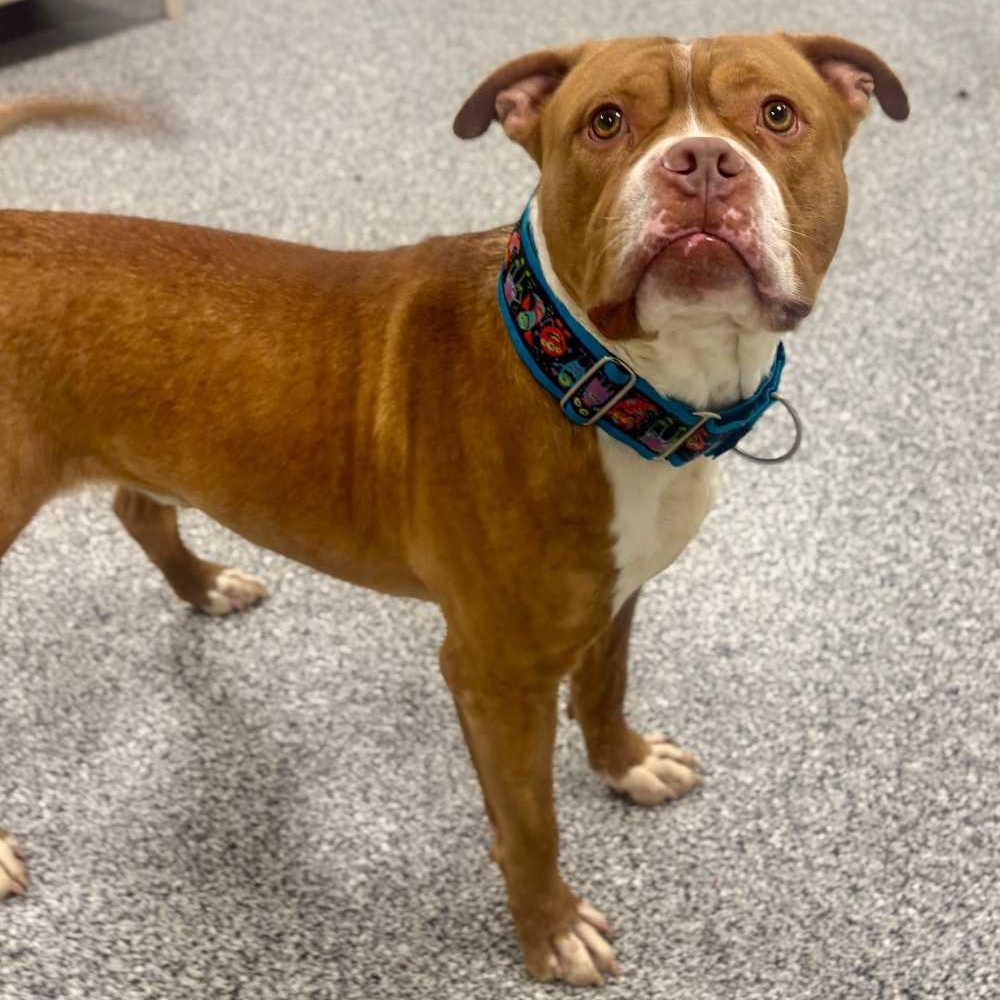 Enlarge King, a ADOPTABLE mixed breed in Detroit, MI image 3/3