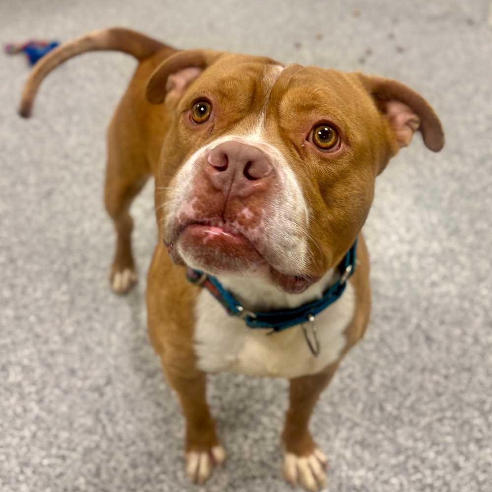 Enlarge King, a ADOPTABLE mixed breed in Detroit, MI image 2/3