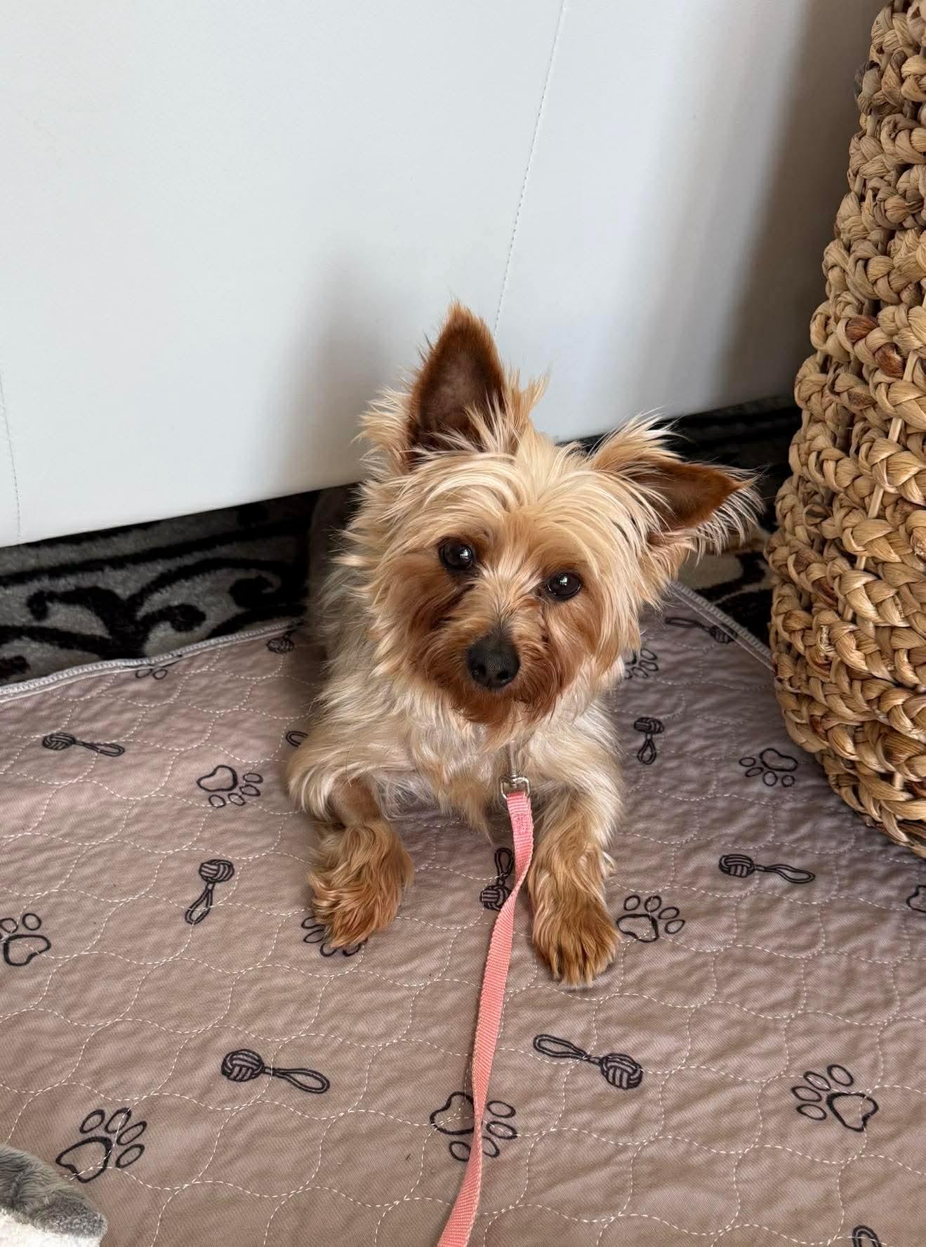 Caddie in foster care , ADOPTABLE, Adult Female Yorkshire Terrier.