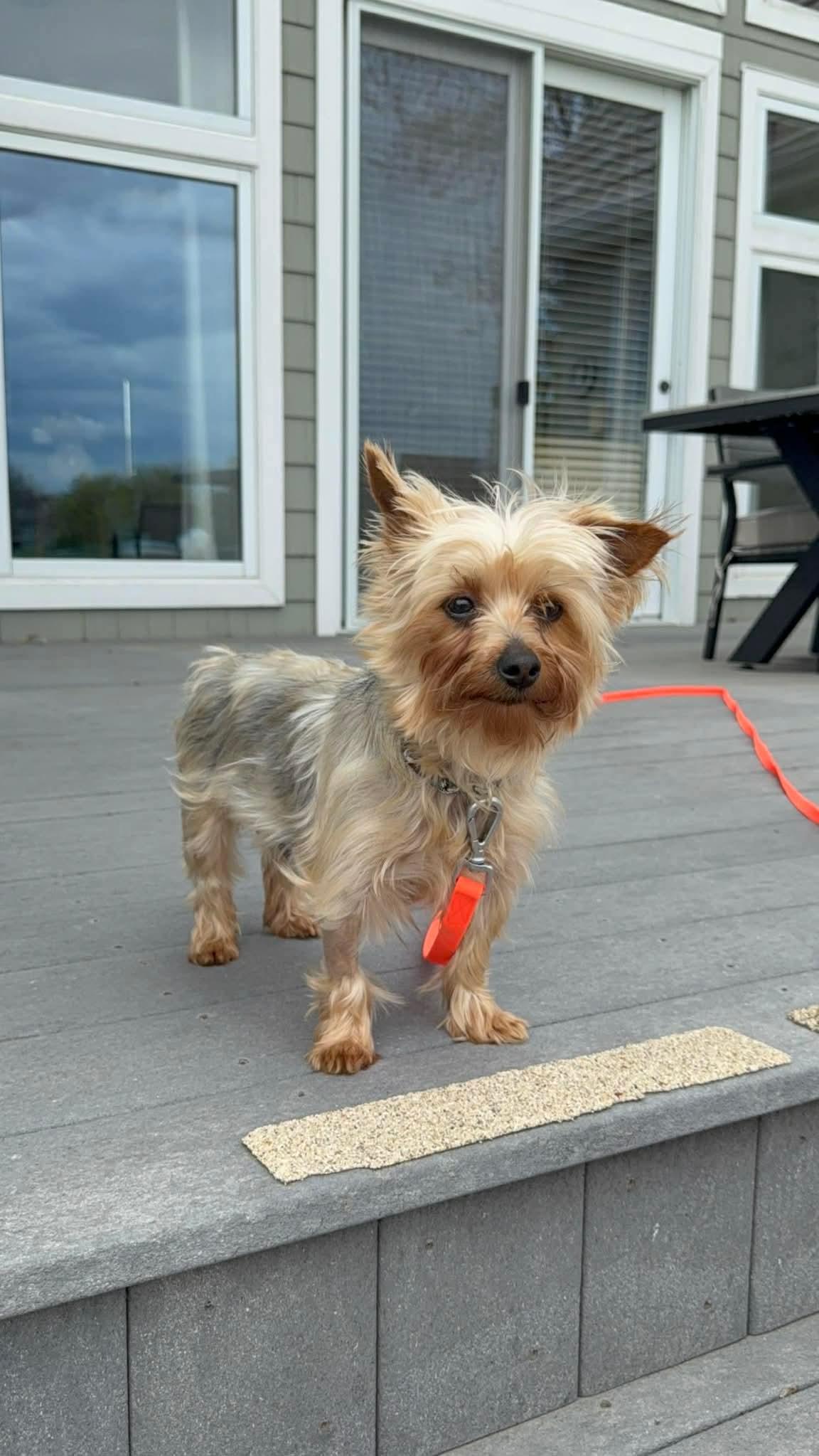 Enlarge Caddie in foster care , a ADOPTABLE Yorkshire Terrier in Minooka, IL image 3/3