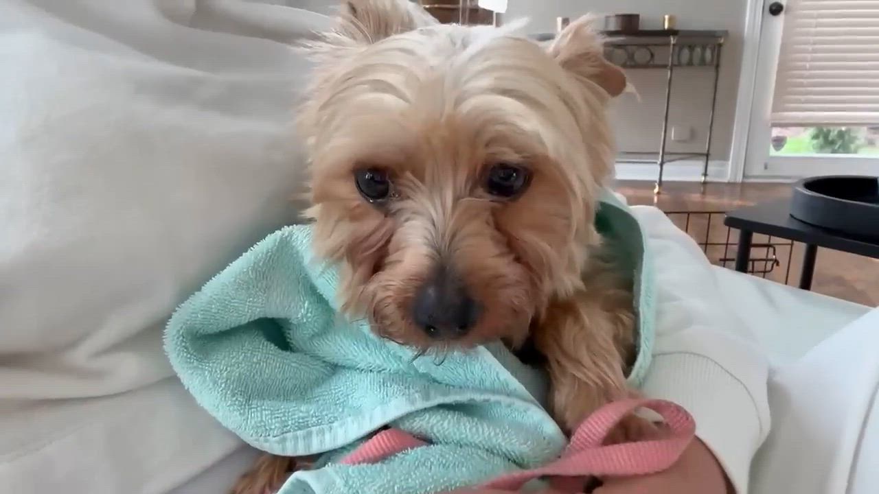 Enlarge Caddie in foster care , a ADOPTABLE Yorkshire Terrier in Minooka, IL video 1/3