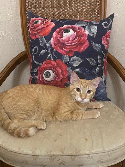 Leon, a Adoptable Domestic Short Hair in Fort Worth, TX image 1/6