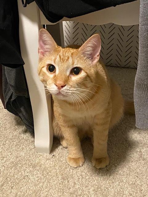 Leon, a Adoptable Domestic Short Hair in Fort Worth, TX image 2/6