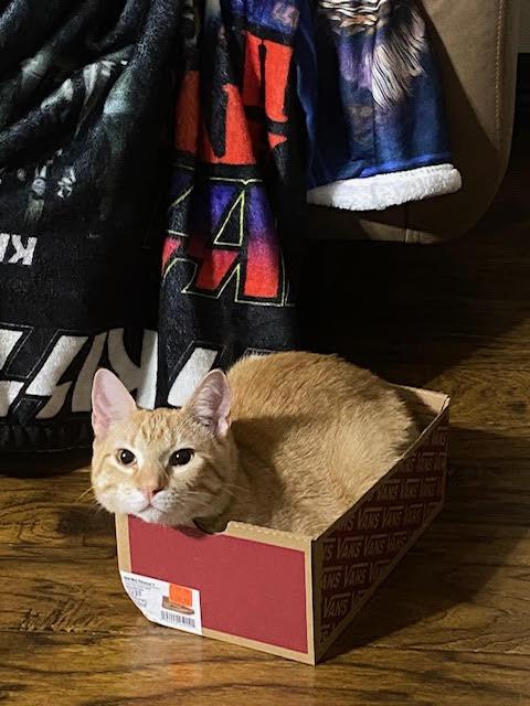 Leon, a Adoptable Domestic Short Hair in Fort Worth, TX image 3/6