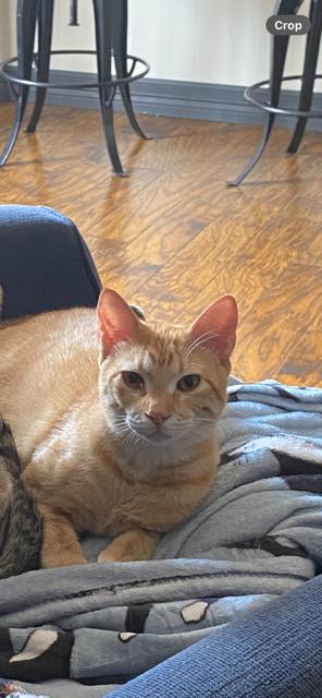 Leon, a Adoptable Domestic Short Hair in Fort Worth, TX image 5/6