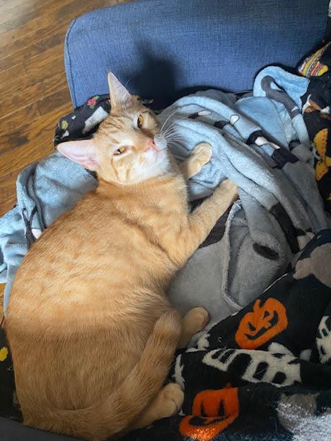 Leon, a Adoptable Domestic Short Hair in Fort Worth, TX image 6/6