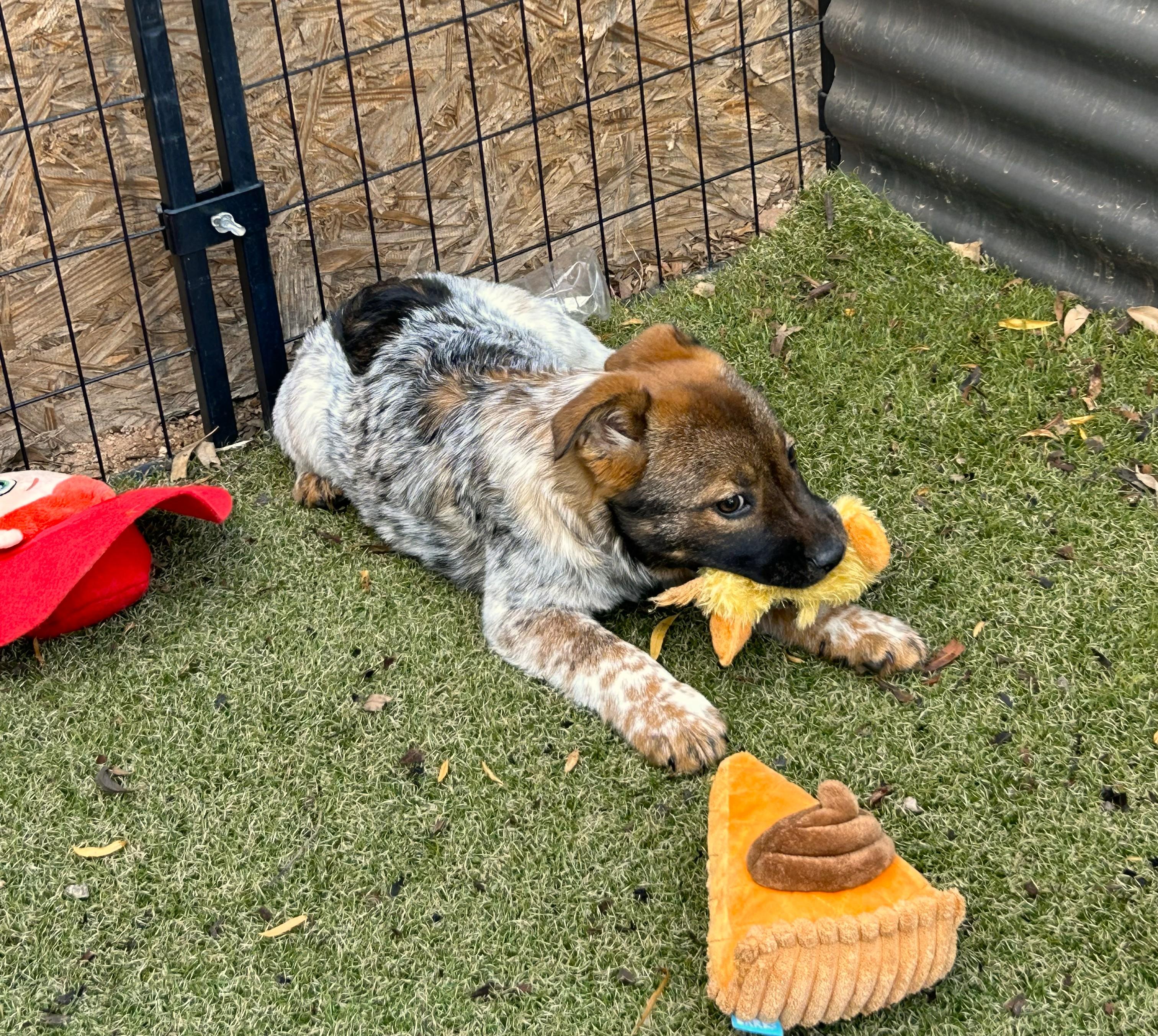 Enlarge Wynonna, a ADOPTABLE mixed breed in Apache Junction, AZ image 2/3