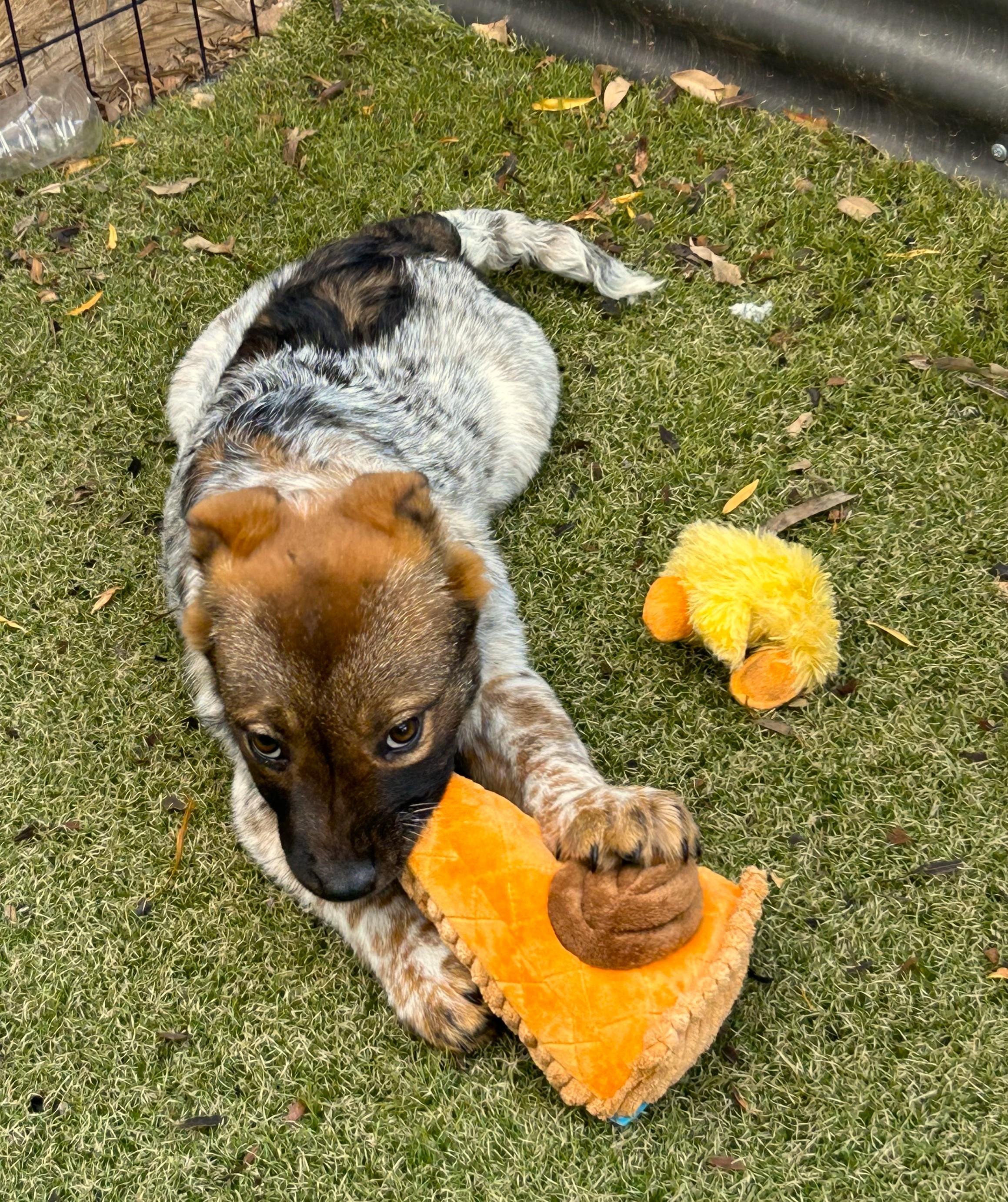 Wynonna, ADOPTABLE, Puppy Female Australian Cattle Dog / Blue Heeler & Cattle Dog.