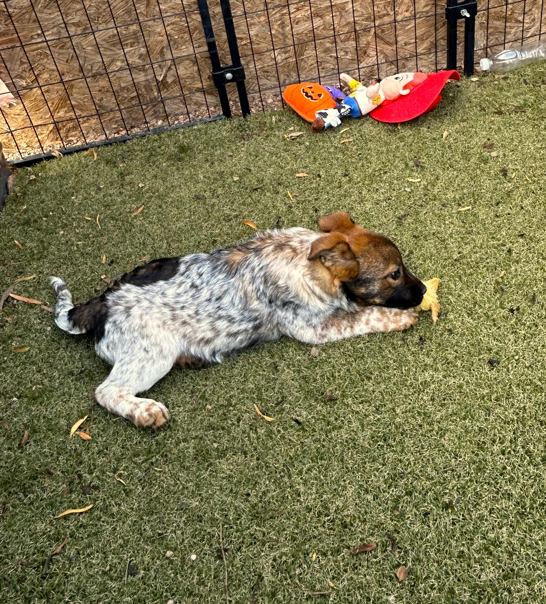 Enlarge Wynonna, a ADOPTABLE mixed breed in Apache Junction, AZ image 3/3