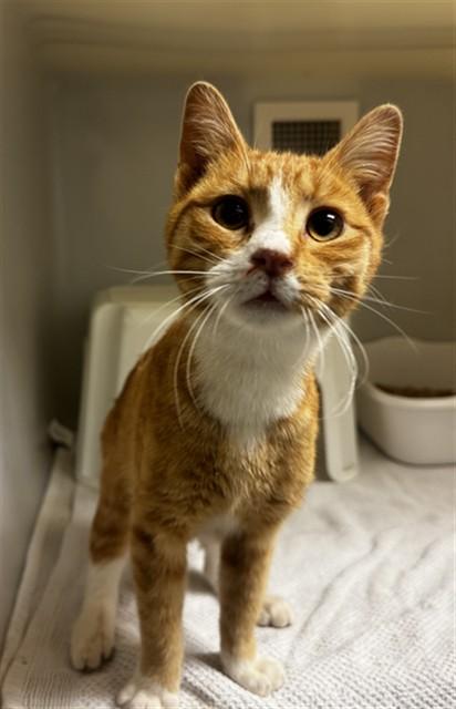 Enlarge DAVE, a Adoptable Domestic Short Hair in Statesville, NC image 1/1