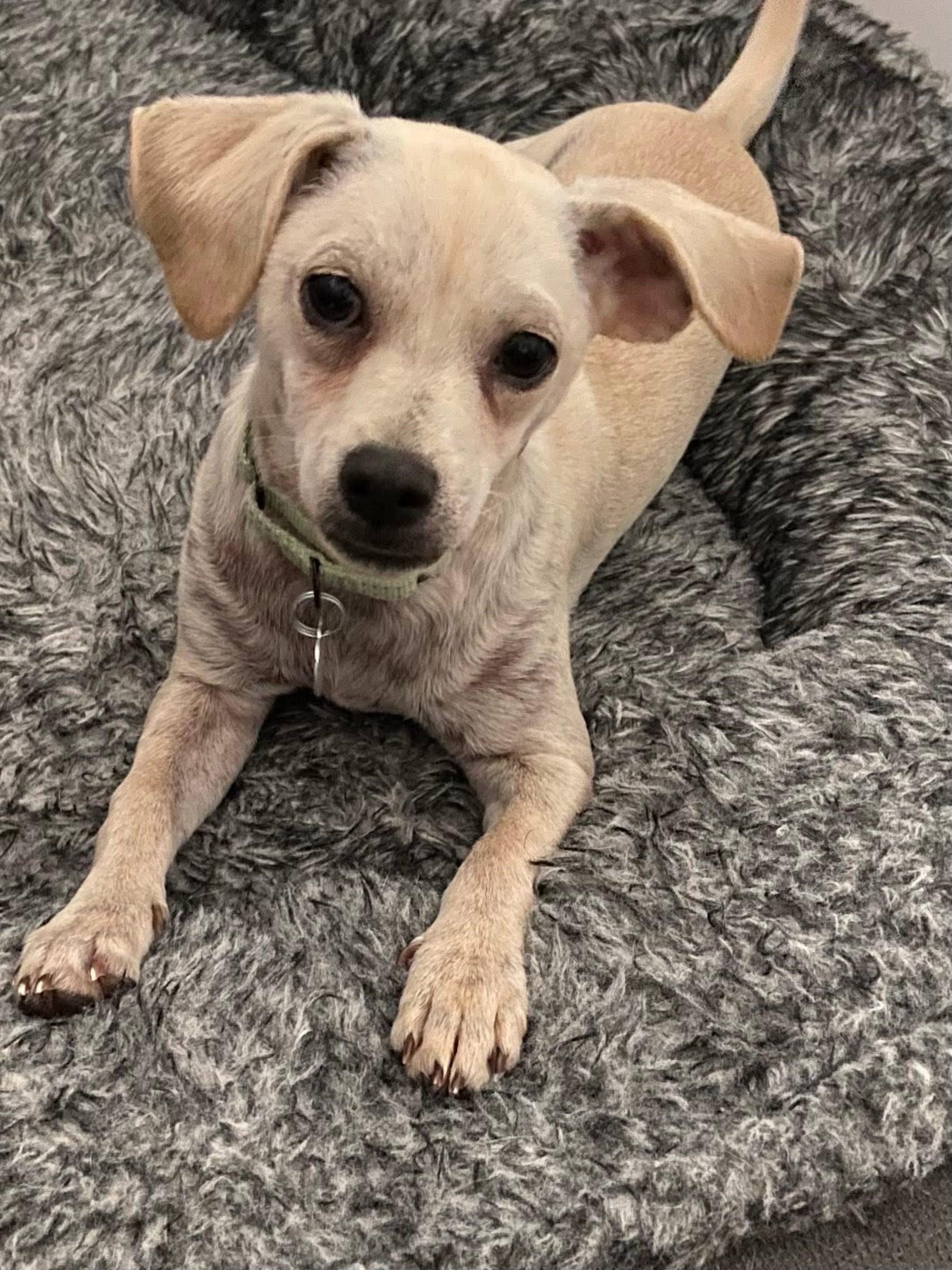 Willie the Chi-weenie!