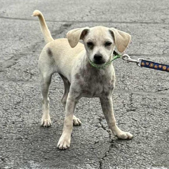 Willie the Chi-weenie!