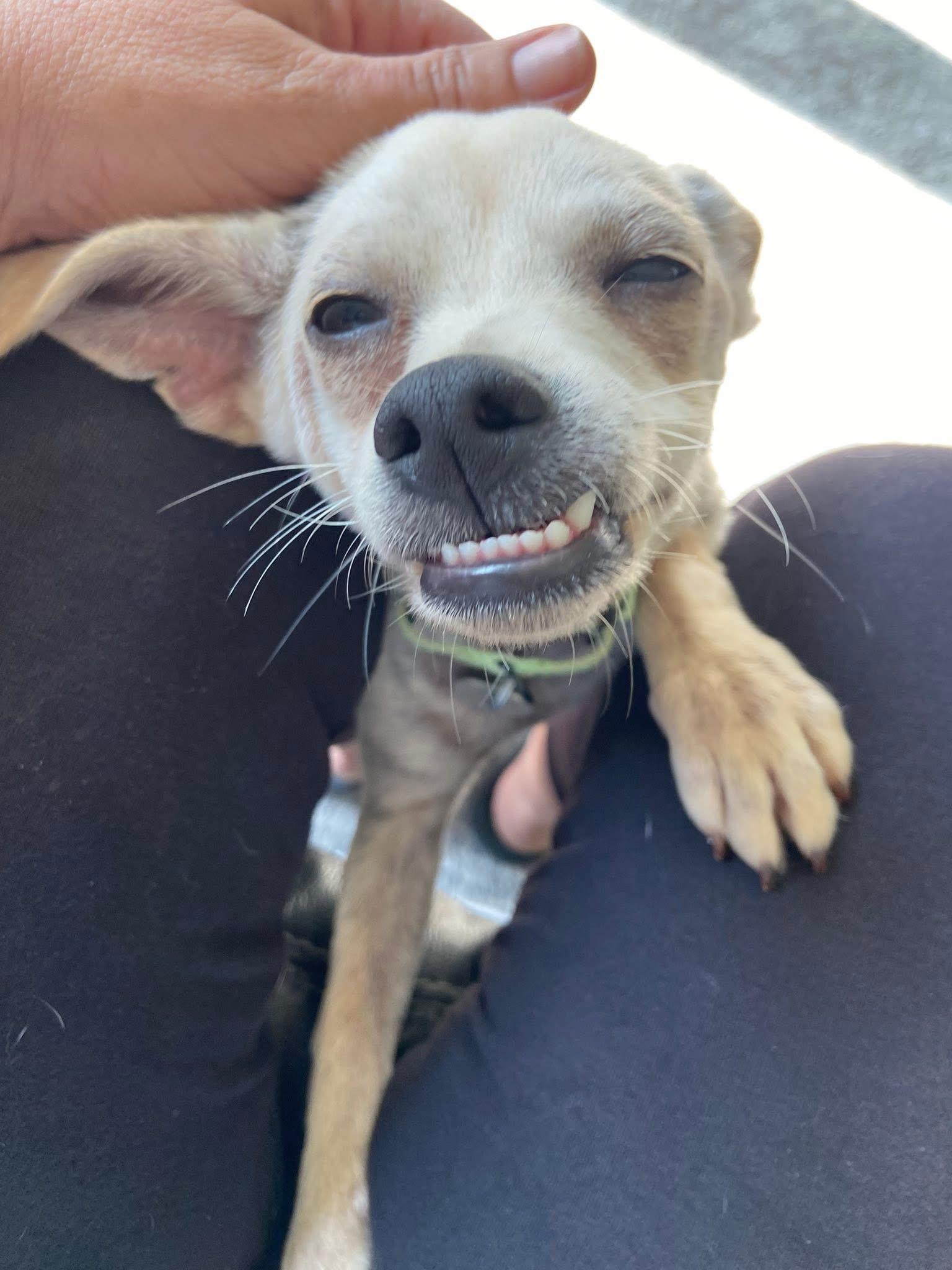 Willie the Chi-weenie!