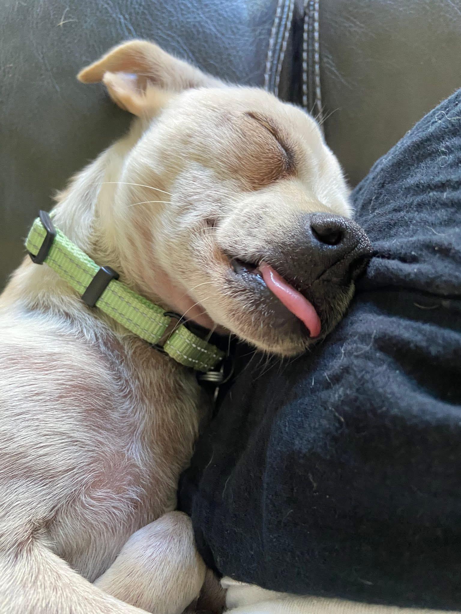 Willie the Chi-weenie!