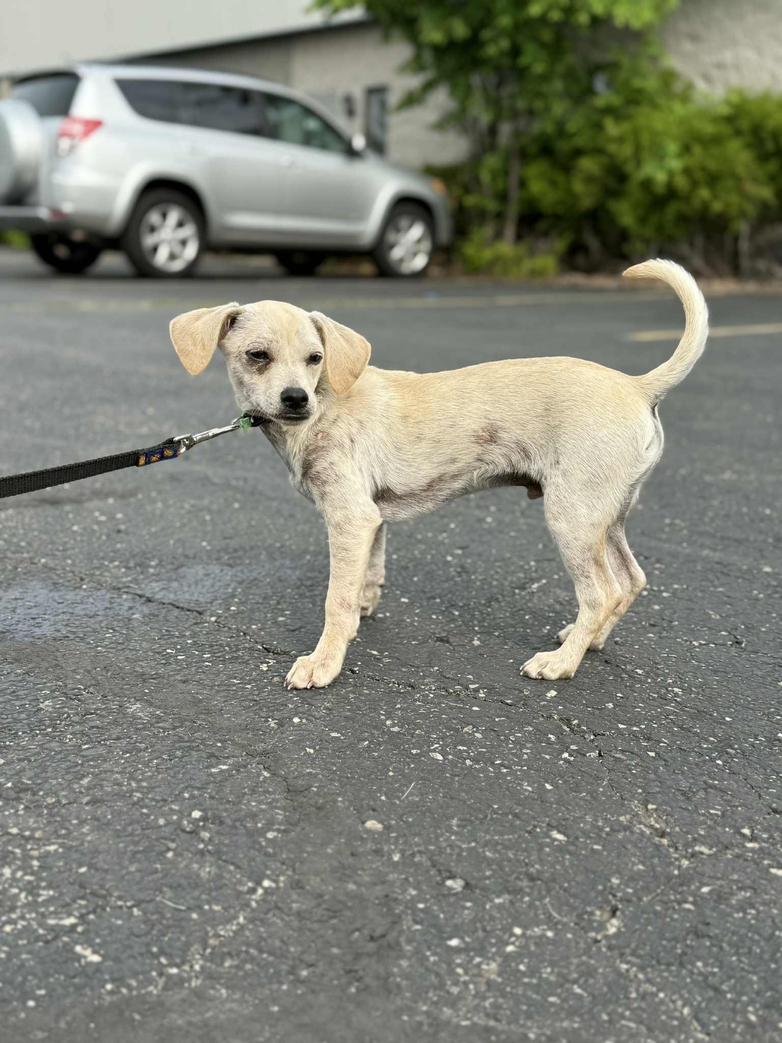 Willie the Chi-weenie!