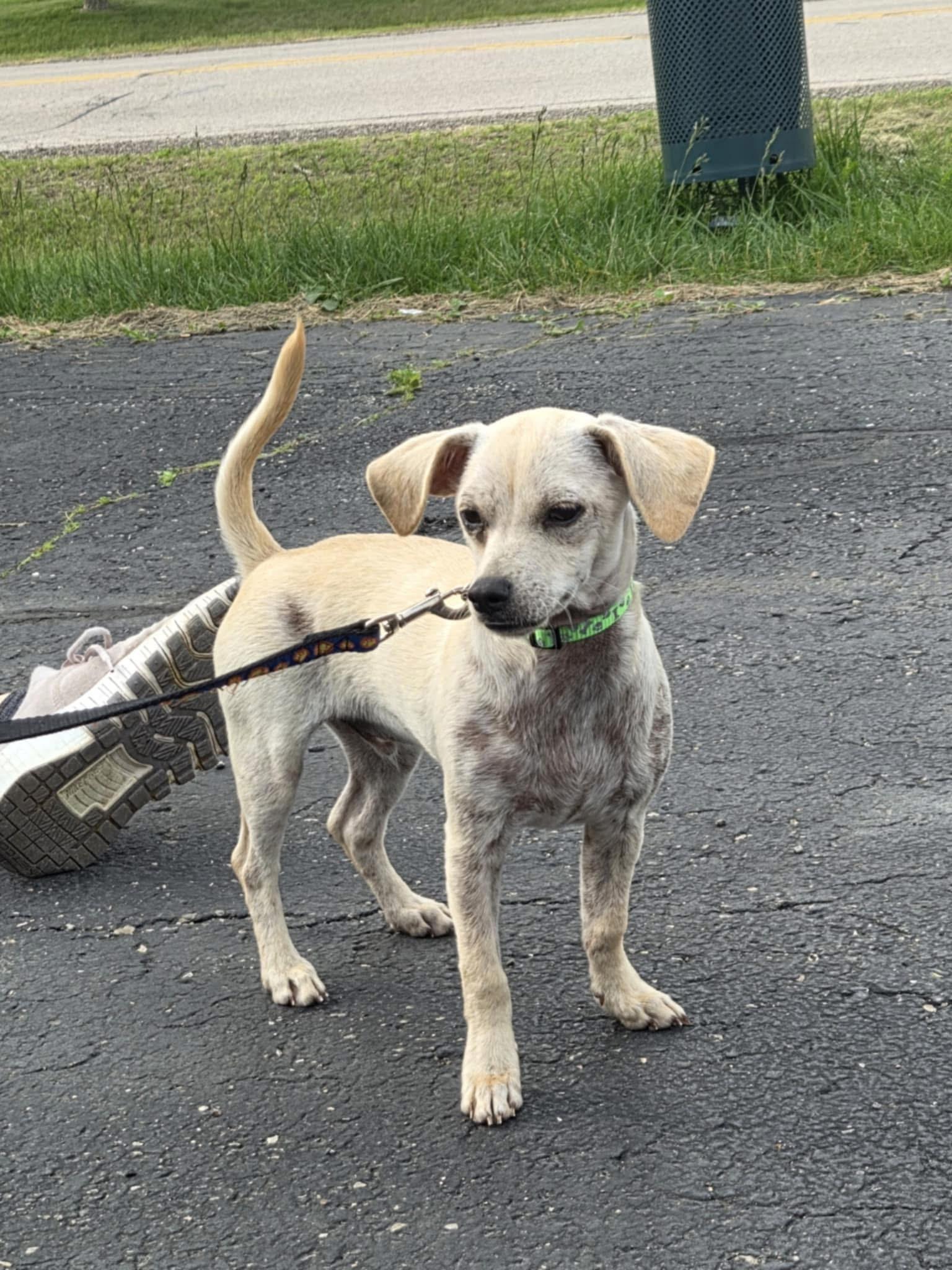 Willie the Chi-weenie!