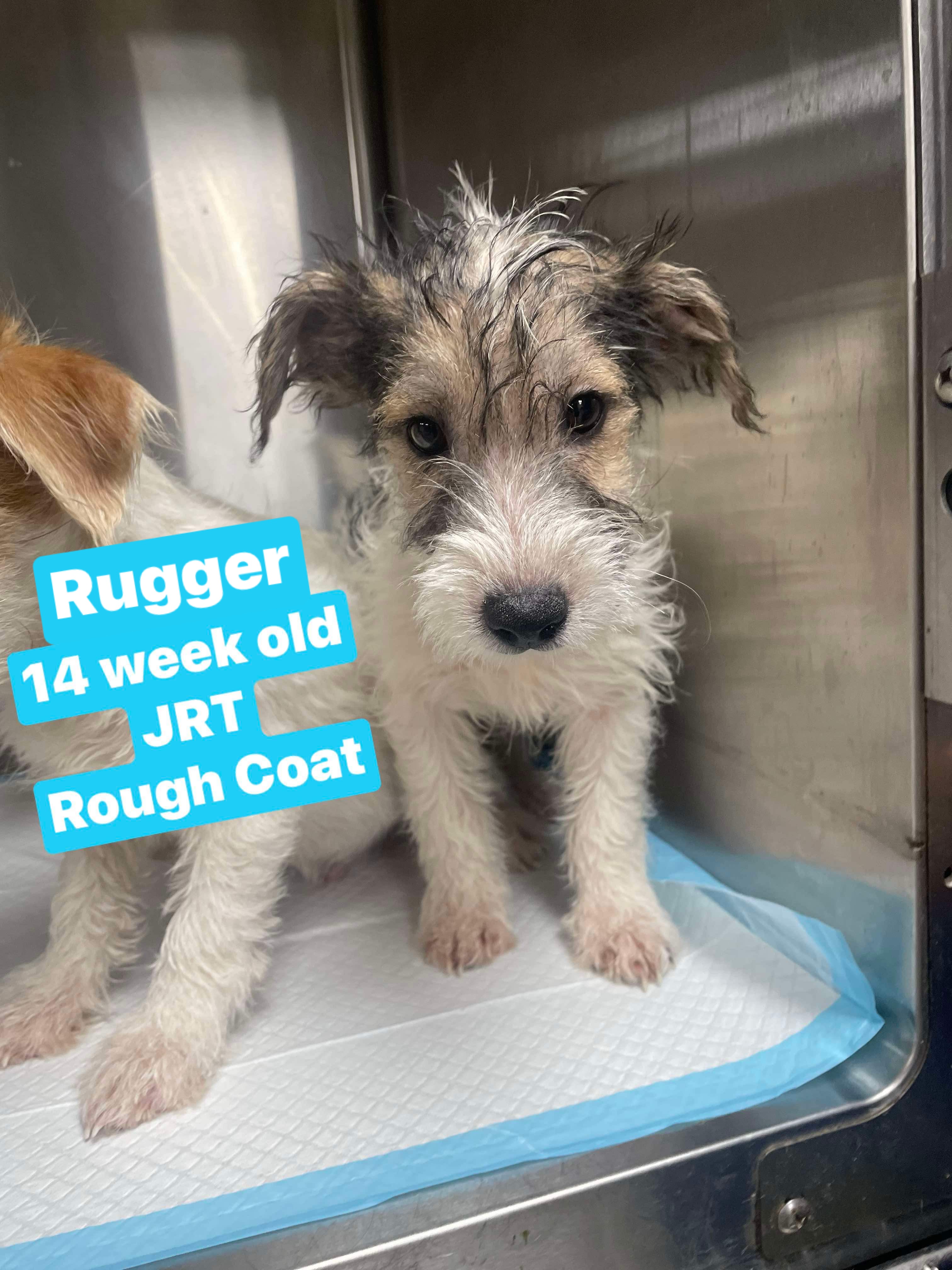 Dog for adoption Rugger, a Jack Russell Terrier in Wallington, NJ