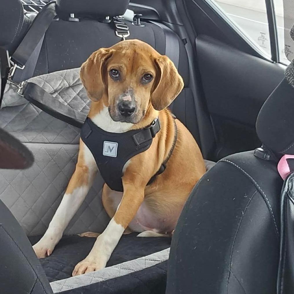 Enlarge Mystery, a Adoptable mixed breed in Phoenix, MD image 1/1