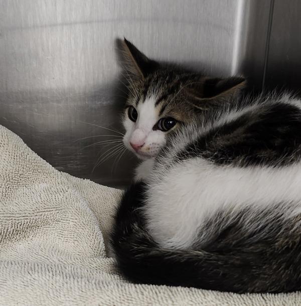 Butterscotch, Adoptable, Kitten Male Domestic Short Hair.