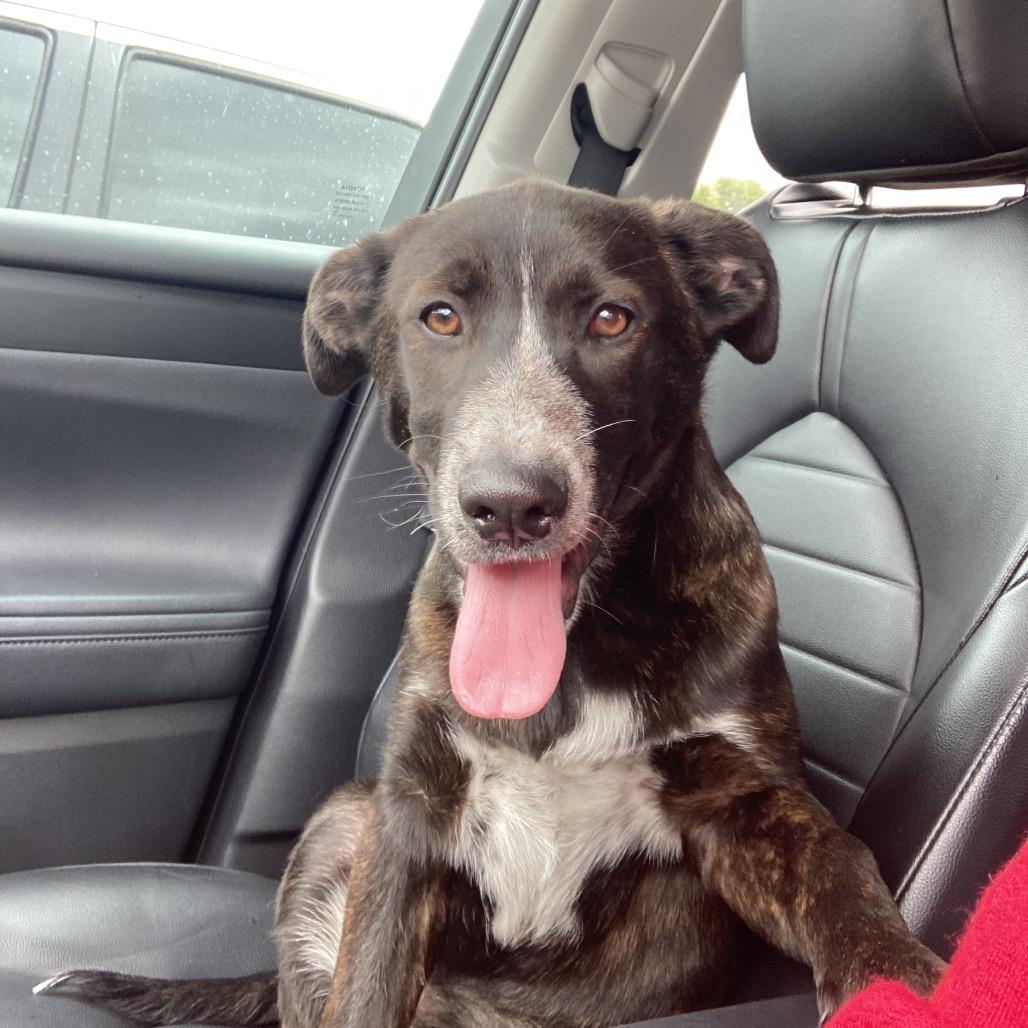 Maisie, Adoptable, Puppy Female Australian Cattle Dog / Blue Heeler & Mixed Breed.