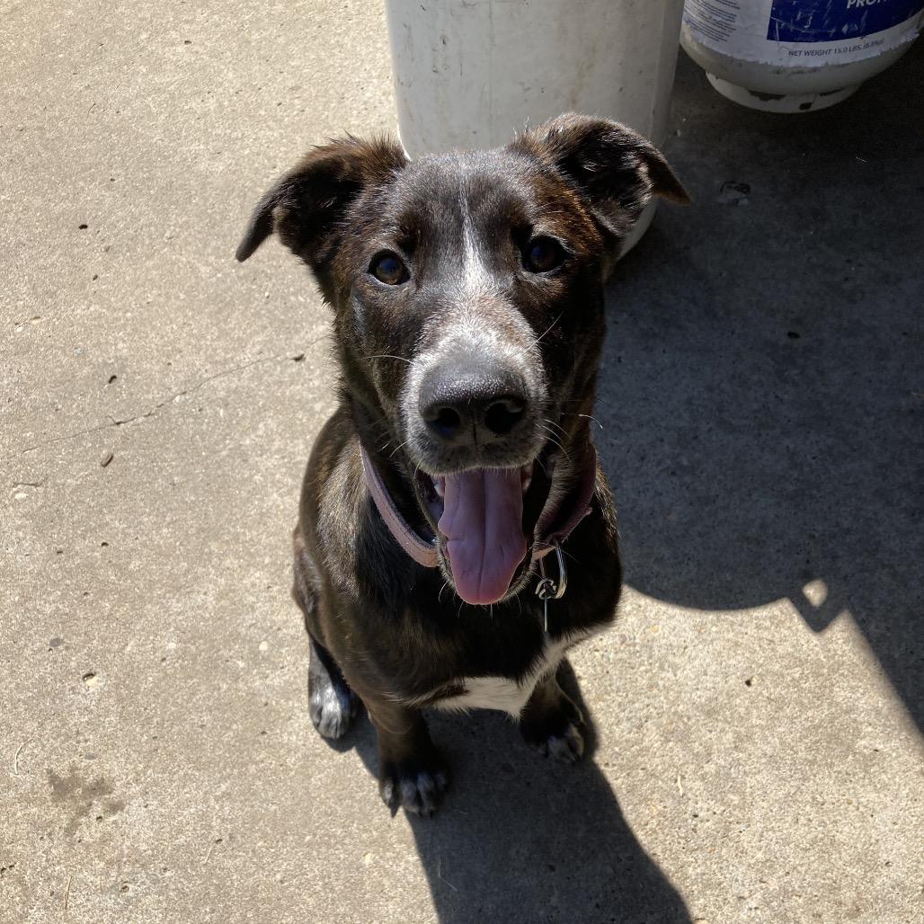 Maisie, a Adoptable mixed breed in Amarillo, TX image 2/6