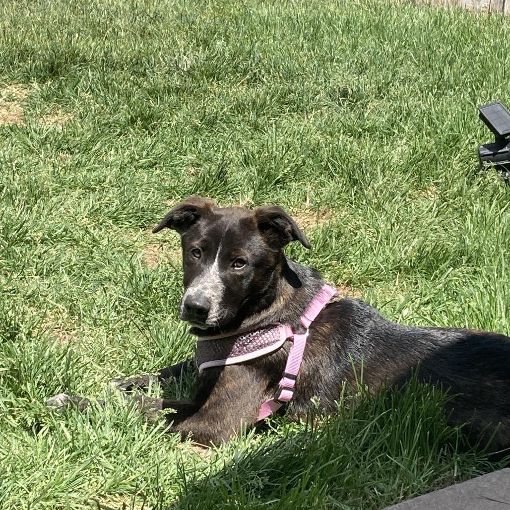Maisie, a Adoptable mixed breed in Amarillo, TX image 3/6