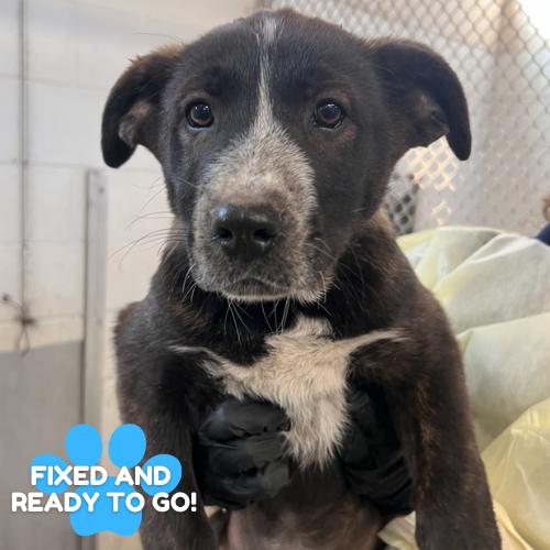 Maisie, a Adoptable mixed breed in Amarillo, TX image 4/6