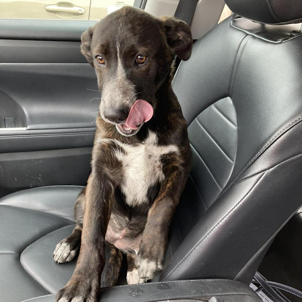 Maisie, a Adoptable mixed breed in Amarillo, TX image 5/6