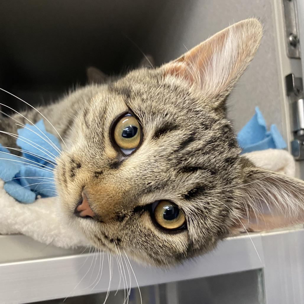 Enlarge Rex, a Adoptable Domestic Short Hair in Long Beach, CA image 1/5