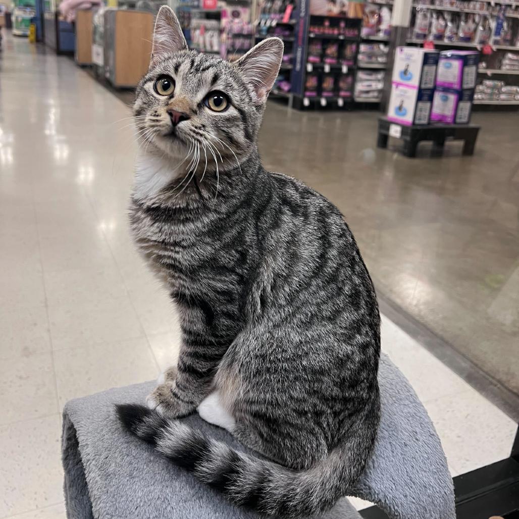 Enlarge Rex, a Adoptable Domestic Short Hair in Long Beach, CA image 2/5