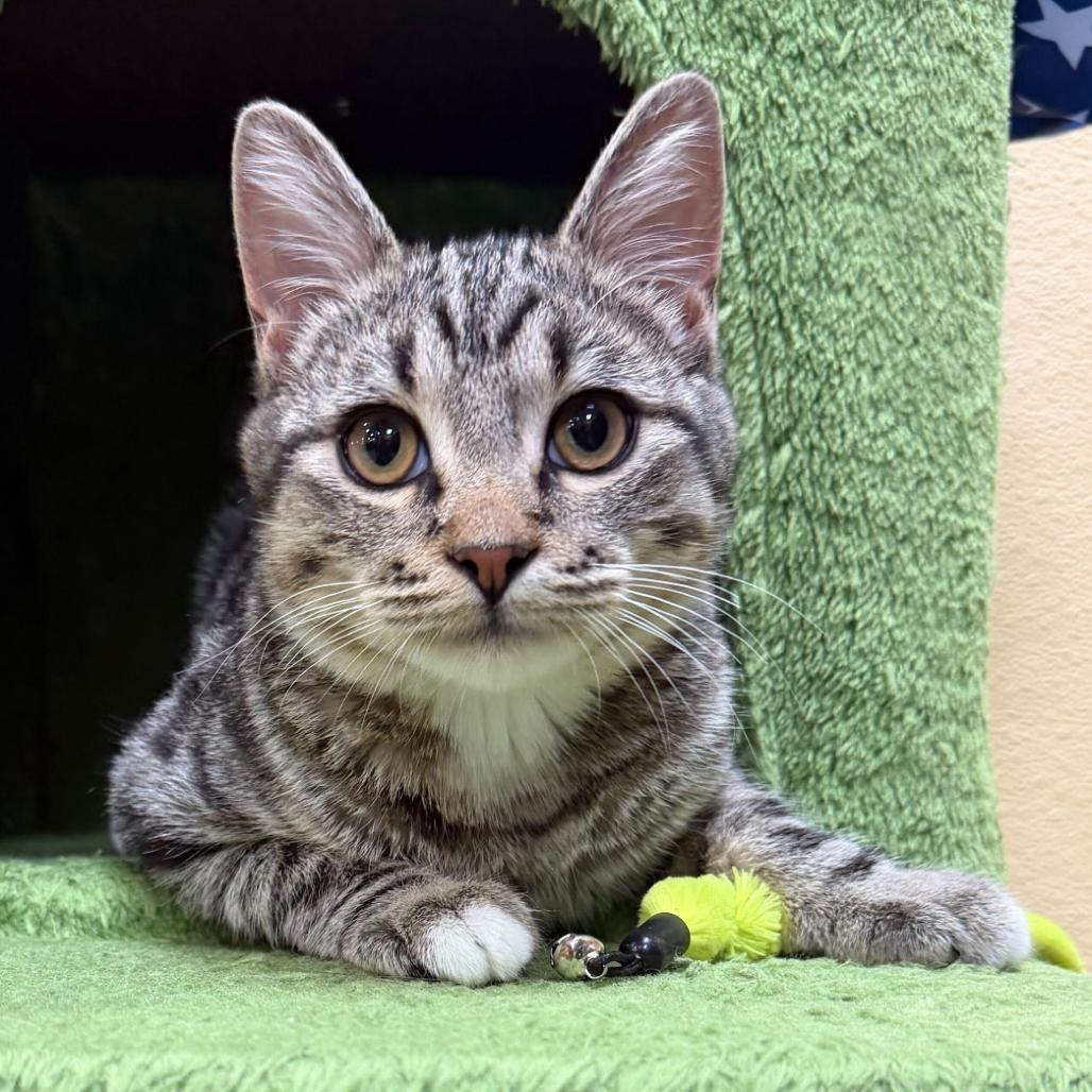 Enlarge Rex, a Adoptable Domestic Short Hair in Long Beach, CA image 3/5