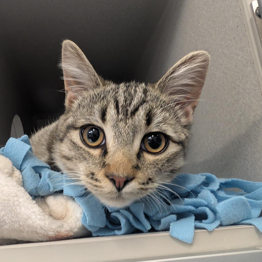 Enlarge Rex, a Adoptable Domestic Short Hair in Long Beach, CA image 4/5