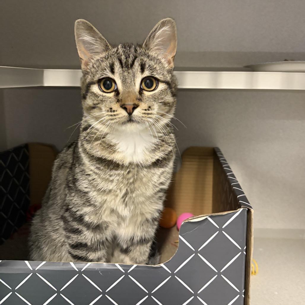 Enlarge Rex, a Adoptable Domestic Short Hair in Long Beach, CA image 5/5