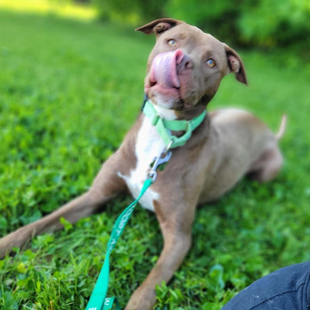 Groot, Adoptable, Young Male Labrador Retriever & Terrier.