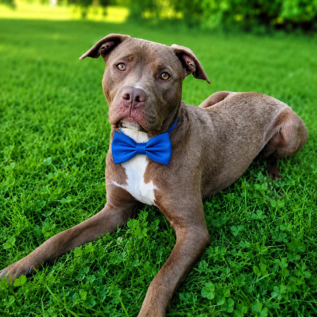 Groot, a Adoptable mixed breed in La Grange, KY image 3/5